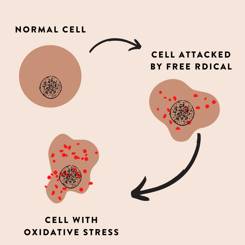 FREE RADICALS: HOW DO THEY AFFECT THE BODY? – Thyrst Beauty Co.